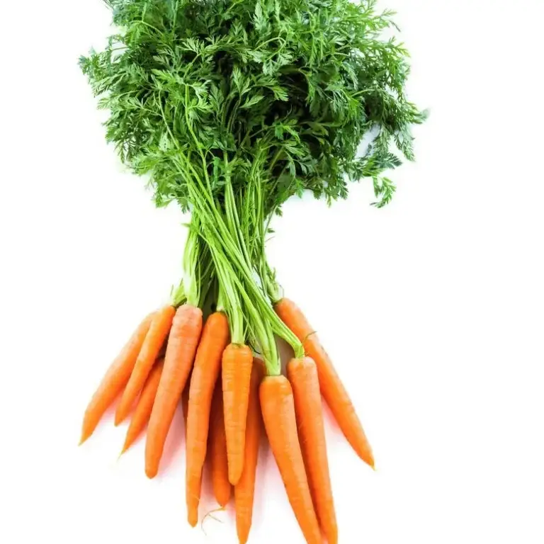 carrot bunch