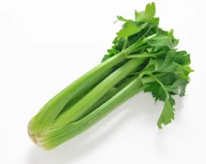 Close-up of crisp celery stalks