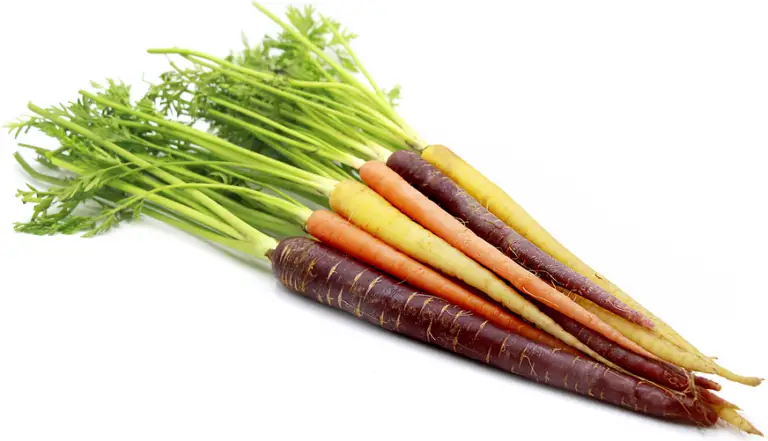 coloured-carrot-bunch