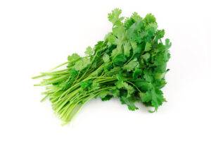 Close-up of vibrant coriander leaves and stems on a white background.