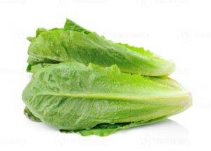 Fresh cos lettuce leaves