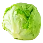 Fresh lettuce iceberg