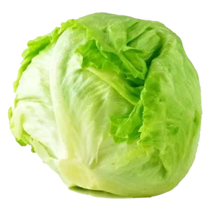 Fresh lettuce iceberg