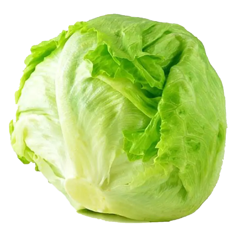 Fresh lettuce iceberg