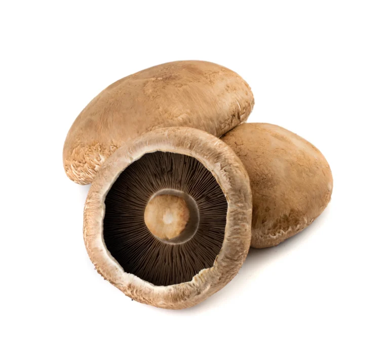 Mushroom Portabello