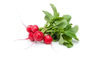 Radish Bunch